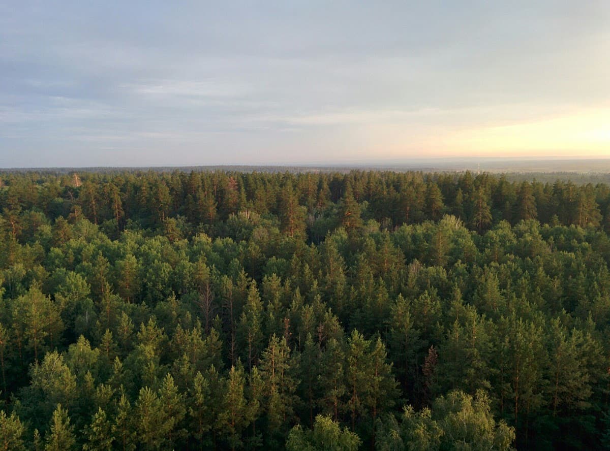 Национальный парк «Бузулукский бор»